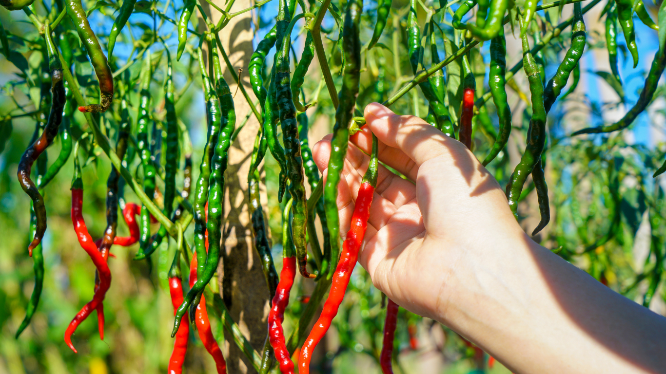Cayenne Pepper for Constipation: A Spicy Natural Remedy That Works